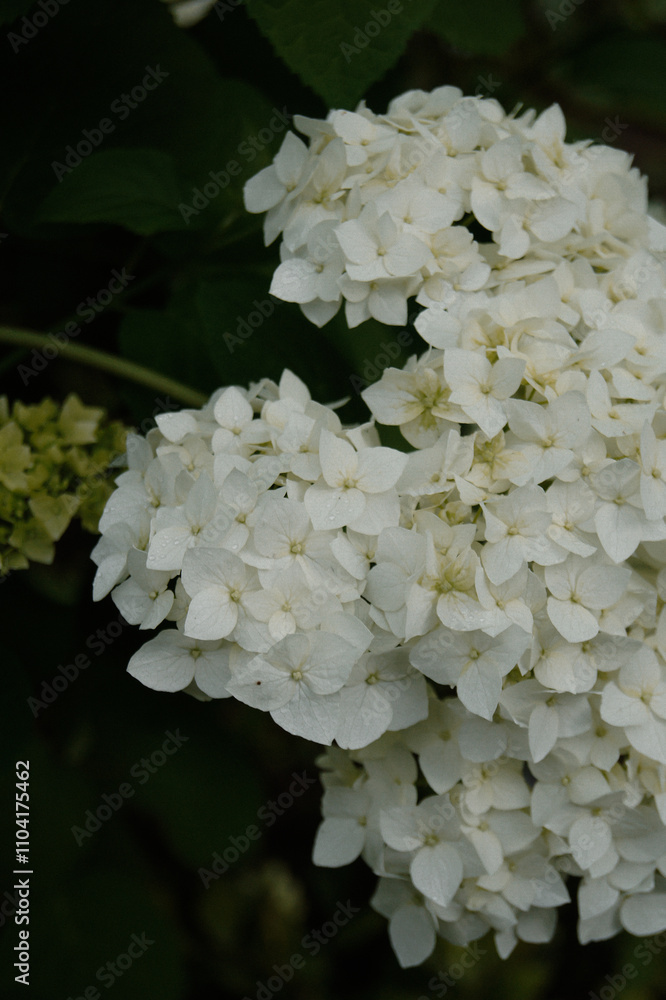 beautiful magnificent white flowers in the summer garden beautiful magnificent white flowers in the summer garden