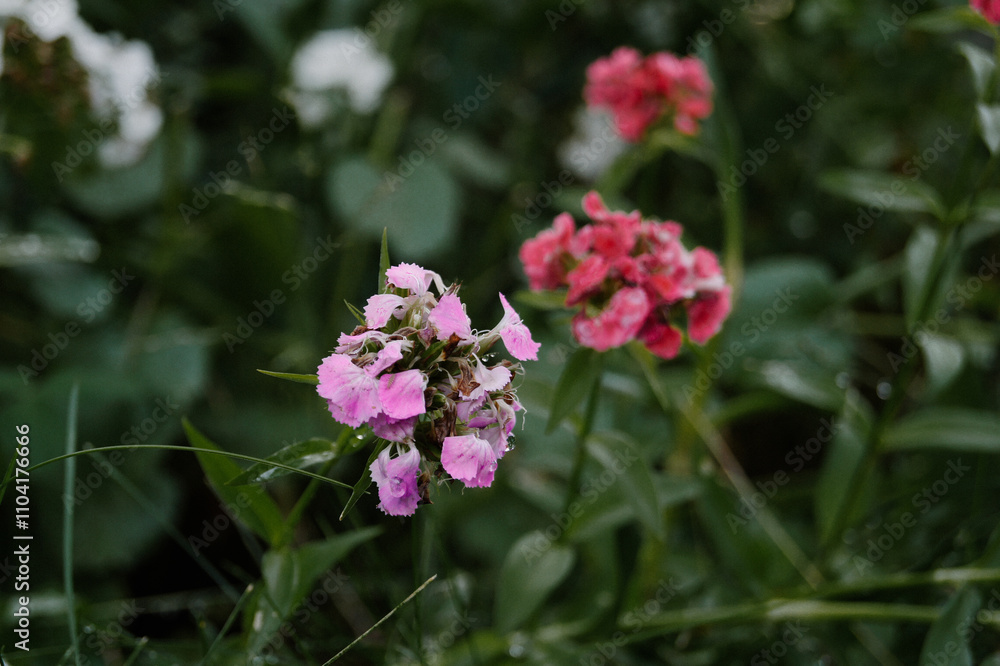 beautiful sweet-william flowers in the summer garden beautiful sweet-william flowers in the summer garden