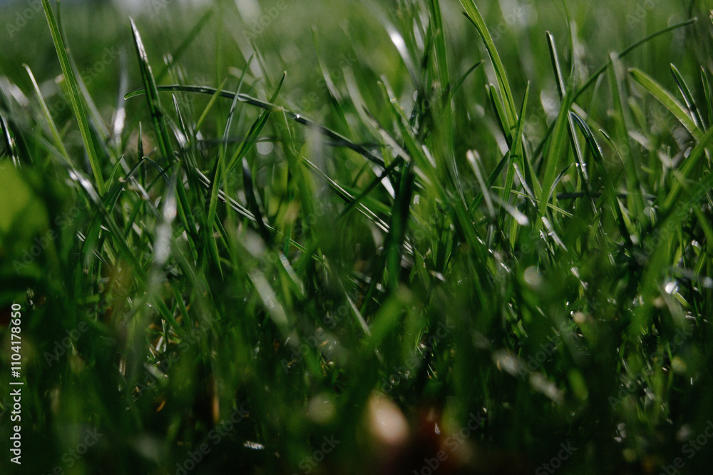 fresh green grass texture fresh green grass texture