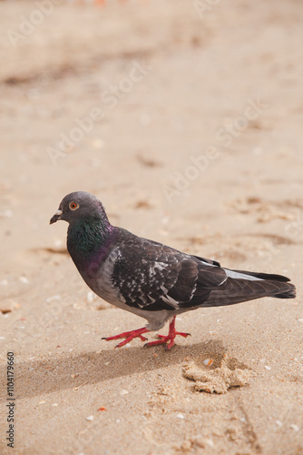 bird on the beach