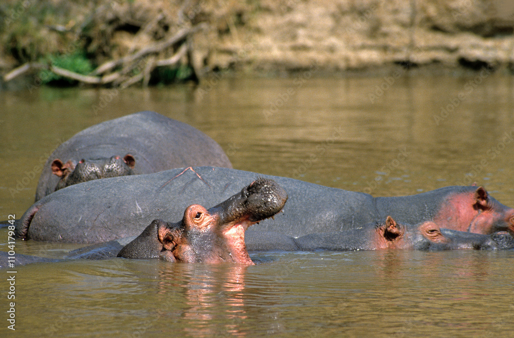 Obraz premium Hippopotame, Hippopotamus amphibius, Réserve de Masai Mara, Kenya