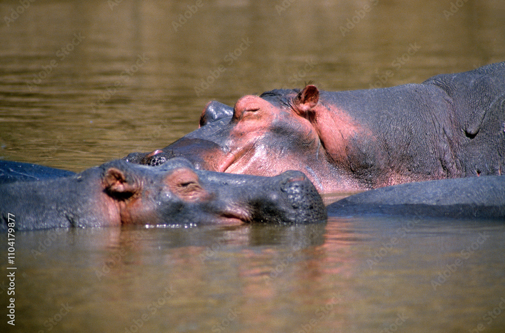 Hippopotame, Hippopotamus amphibius, Réserve de Masai Mara, Kenya Hippopotame, Hippopotamus amphibius, Réserve de Masai Mara, Kenya