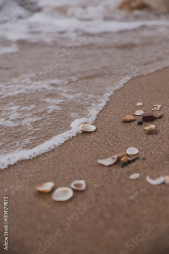 shell on the beach