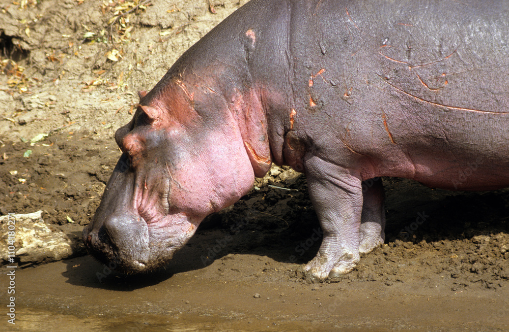 Hippopotame, Hippopotamus amphibius, Réserve de Masai Mara, Kenya Hippopotame, Hippopotamus amphibius, Réserve de Masai Mara, Kenya