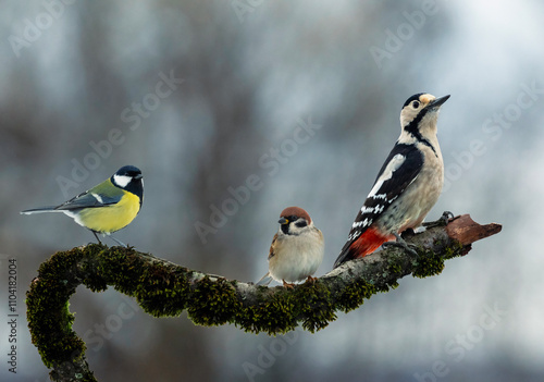 three different birds sparrow, woodpecker and tit sitting on a beautiful bran...