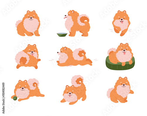 Cute Spitz dog different poses vector set, Pomeranian German breed puppy, cartoon friendly small fluffy orange pet