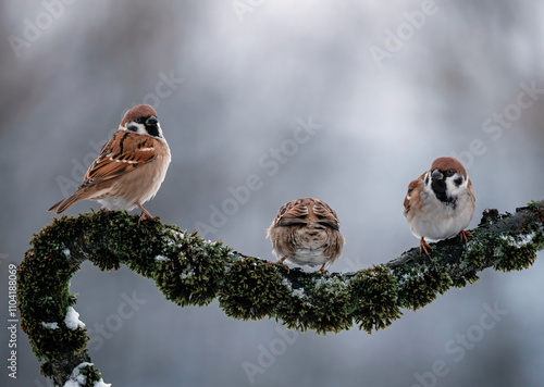three birds sparrows sitting on a beautiful branch with moss in winter garden