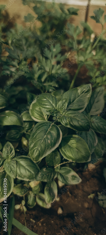 Fototapeta premium fresh green basil leaves 