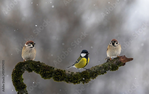 three birds sparrows and tit sitting on a beautiful branch with moss in the g...