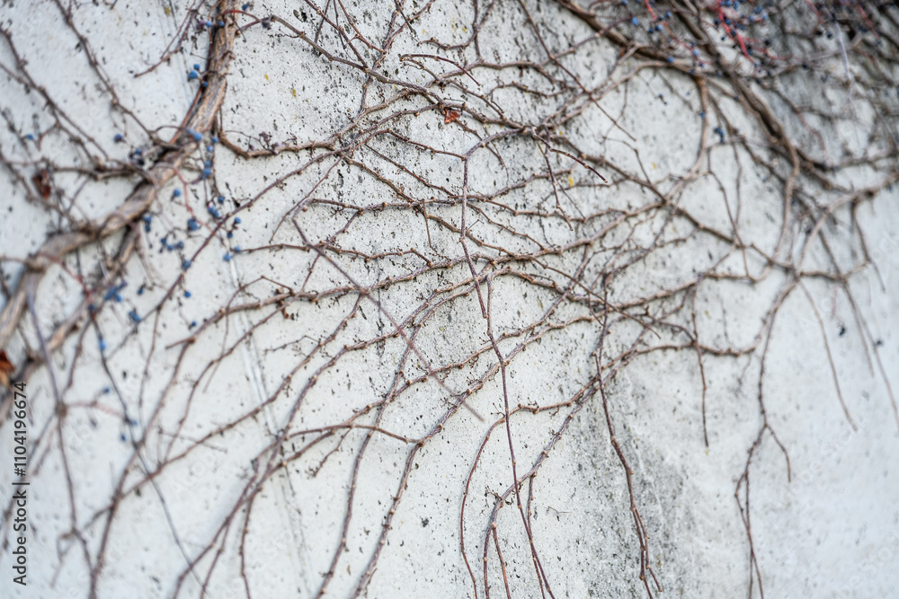 Abstract Minimalist Wall Texture with Intertwined Bare Branches and Natural Geometric Patterns Abstract Minimalist Wall Texture with Intertwined Bare Branches and Natural Geometric Patterns