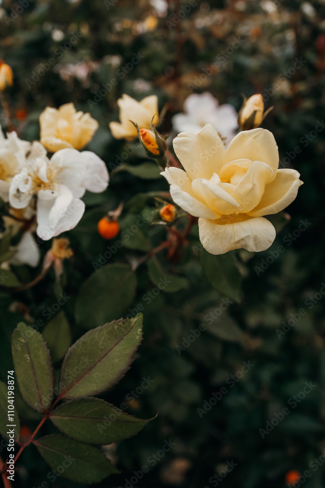 beautiful yellow and white roses in the autumn garden beautiful yellow and white roses in the autumn garden