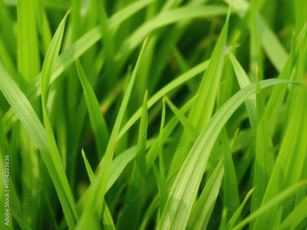 Lush green grass texture close-up of a vibrant natural backdrop, vibrant, green Lush green grass texture close-up of a vibrant natural backdrop, vibrant, green