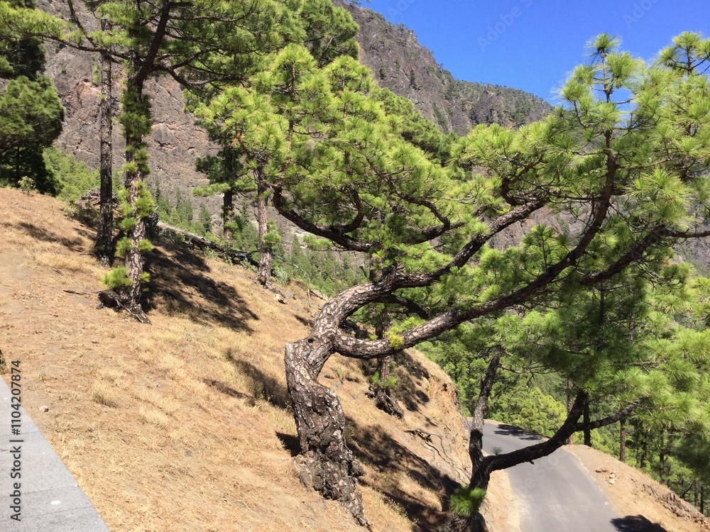 Curved pine trees along a scenic mountain road Curved pine trees along a scenic mountain road
