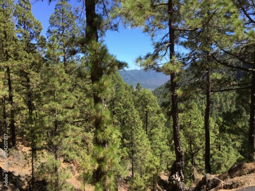 Beautiful forest landscape in serene mountains photo