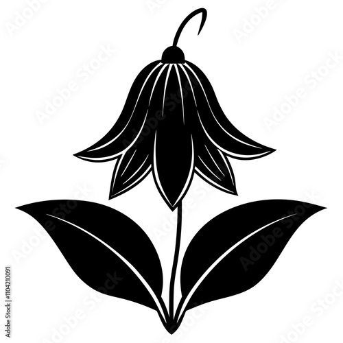 black and white bellflower