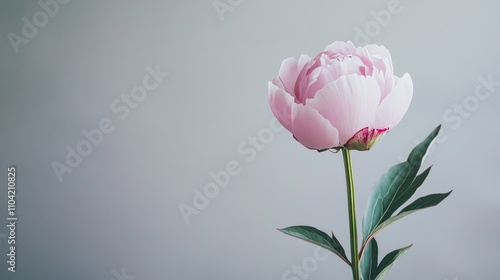 A single pastel pink peony against a soft grey background, close-up shot, Minimalist style