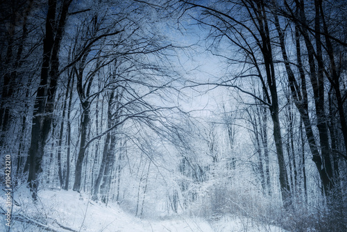mysterious frozen forest in...