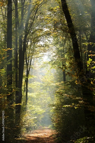 Wallpaper Mural Forest path among beech trees on a sunny autumn morning Torontodigital.ca