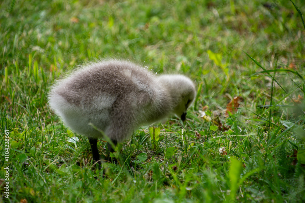 The barnacle gosling (Branta leucopsis) The barnacle gosling (Branta leucopsis)