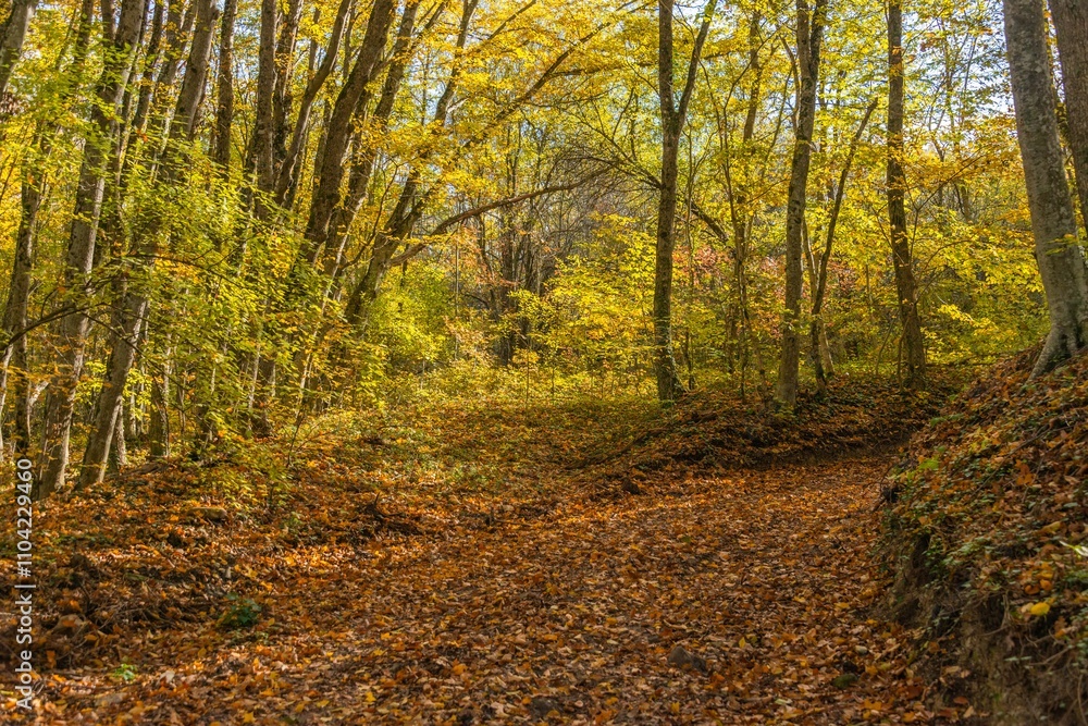 Naklejka premium golden autumn in deciduous forest with ash and oak trees (South of Russia, Western Caucasus) on a sunny day