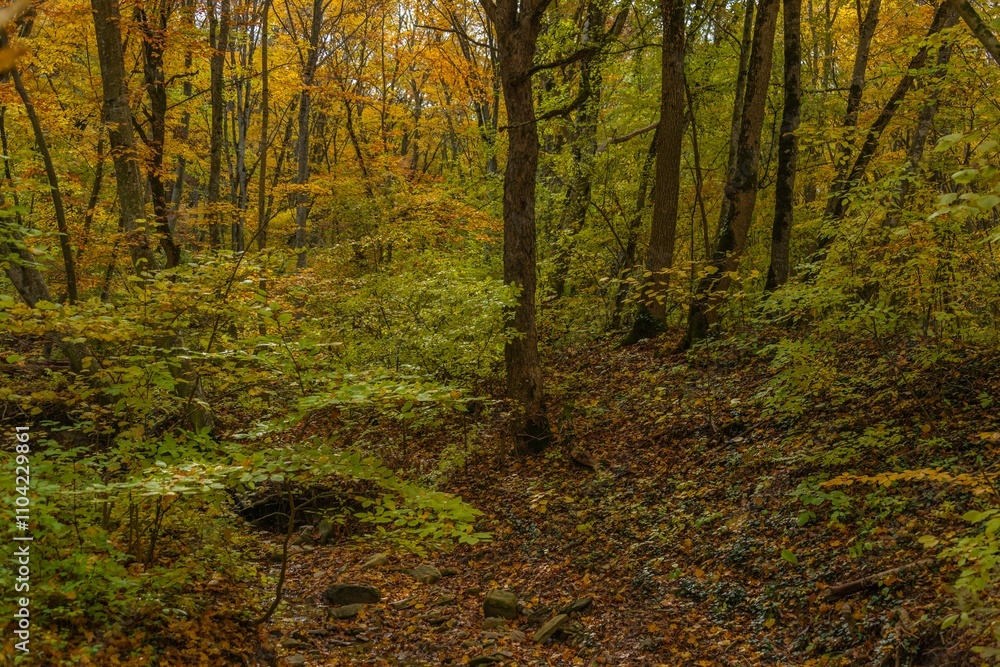 forest landscape of early autumn with green and yellowed leaves on tree branches in Western Caucasus early November morning forest landscape of early autumn with green and yellowed leaves on tree branches in Western Caucasus early November morning