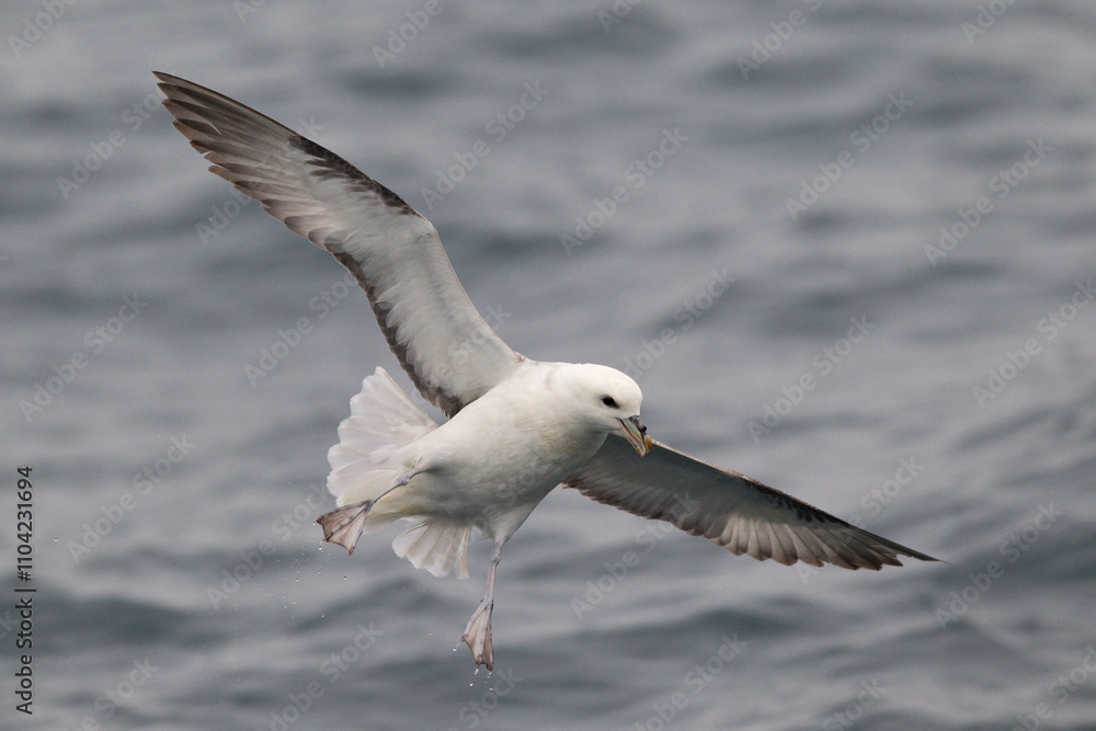 Obraz premium Light morph of northern fulmar (fulmarus glacialis) in flight