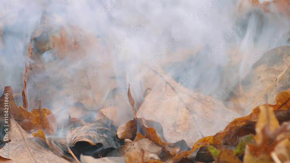 Close-up of dry autumn leaves with smoke gently rising through them, creating a moody, seasonal atmosphere. Close-up of dry autumn leaves with smoke gently rising through them, creating a moody, seasonal atmosphere.