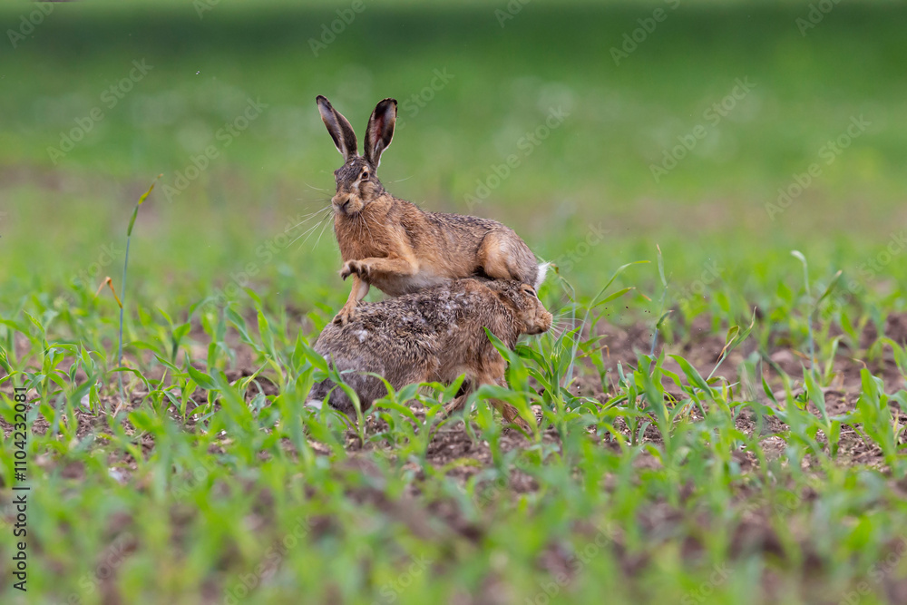 Two european brown hares (lepus europaeus) fighting on a corn field in the spring Two european brown hares (lepus europaeus) fighting on a corn field in the spring