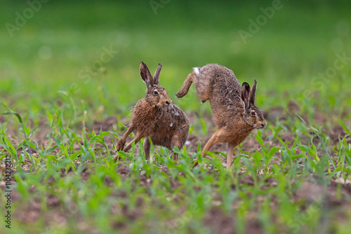 Two european brown hares (lepus europaeus) fighting on a corn field in the spring