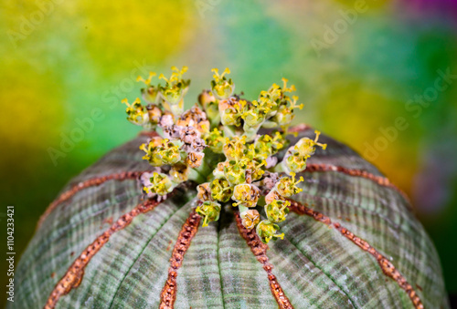 Euphorbia obesa - round flowering poisonous milkweed with white juice in the botanical collection, Ukraine photo