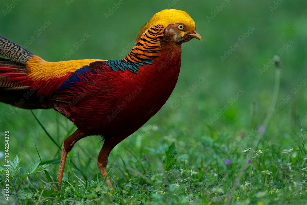 Fototapeta premium Portrait of an adult male Golden Pheasant (Chrysolophus pictus)