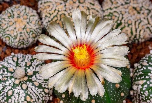 Astrophytum asterias - a yellow-flowered thornless cactus in a collection, Ukraine photo