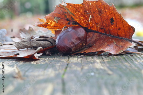Castagna vicina ad una foglia seghettata di castagno, che ci fa capire che è arrivato l’autunno con i suoi colori