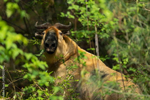 Photos golden takin (budorcas taxicolor bedfordi) in the steep chinese mountains of sha