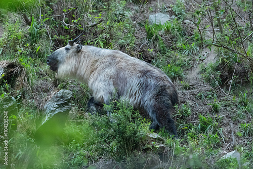 golden takin (budorcas taxicolor bedfordi) in the steep chinese mountains of shaanxi in tangjiahe national nature reserve