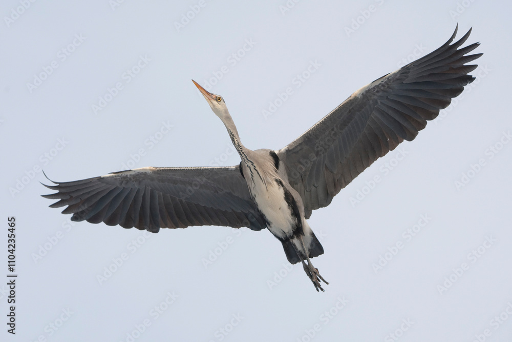 Obraz premium Adult grey heron (ardea cinerea) in flight