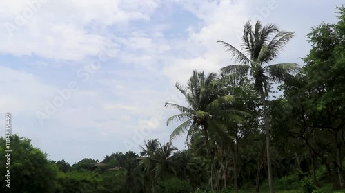 Wallpaper Mural Tropical jungle and nature with palm trees Phuket island Thailand. Torontodigital.ca