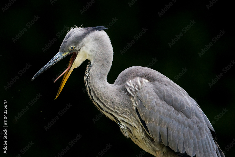 Immature grey heron (ardea cinerea) with open beak showing its tongue Immature grey heron (ardea cinerea) with open beak showing its tongue