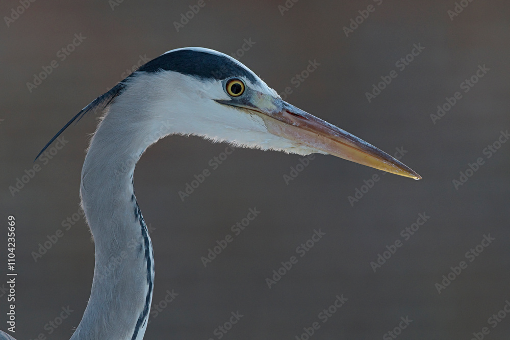 Portrait of an adult grey heron (ardea cinerea) Portrait of an adult grey heron (ardea cinerea)