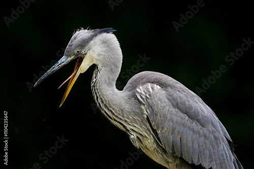 Immature grey heron (ardea cinerea) with open beak showing its tongue photo