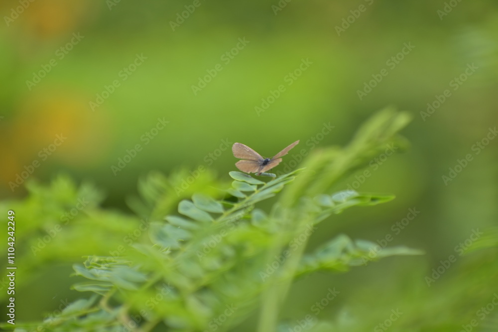 Gegenes nostrodamus Dingy Swift Butterfly Gegenes nostrodamus Dingy Swift Butterfly
