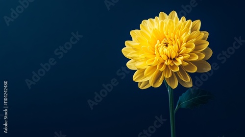 A solitary golden yellow chrysanthemum against a deep indigo backdrop, close-up shot, Minimalist style photo