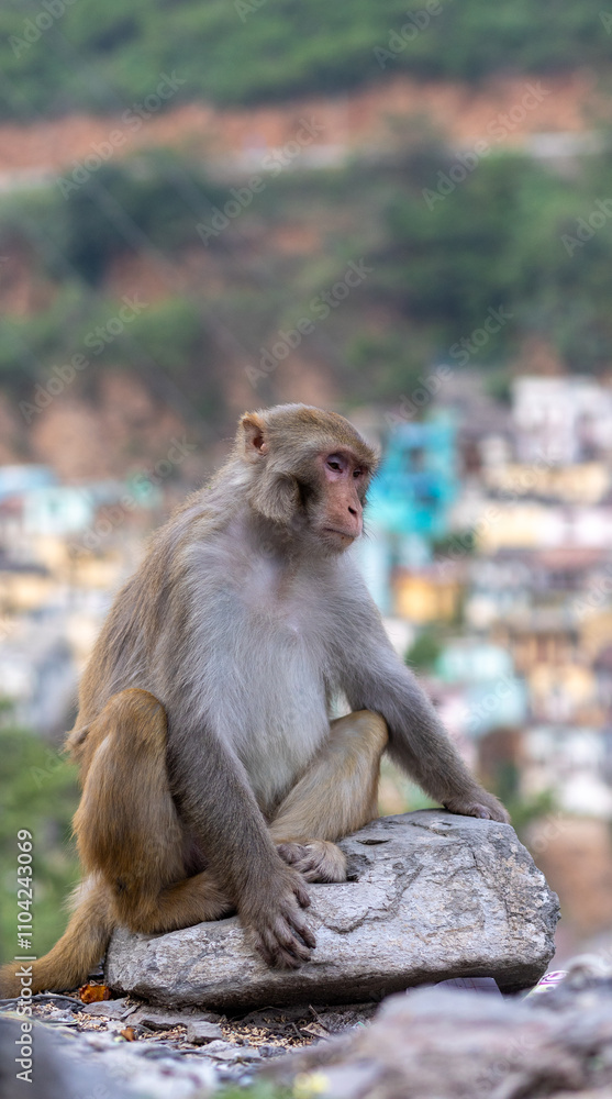 Naklejka premium Indian monkey in the mountains with a colorful riverside city in the background 