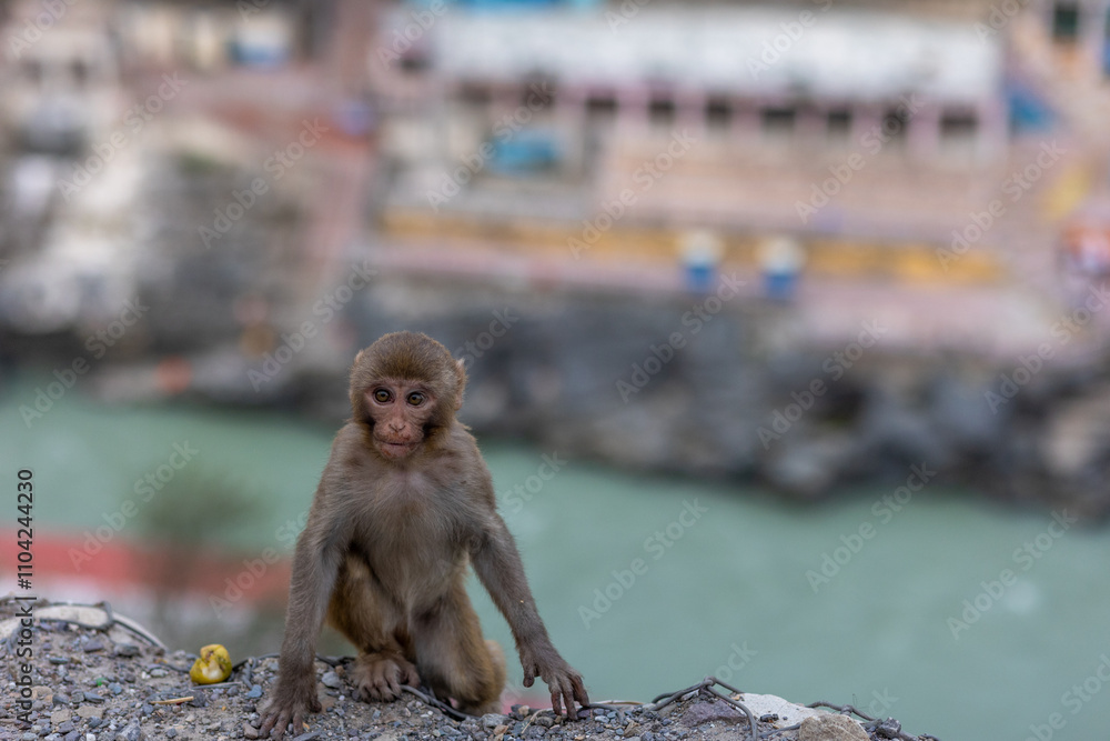 Naklejka premium A young Indian monkey sits in the foreground with an urban cityscape in the background. The primate's curious expression contrasts with the busy environment, highlighting wildlife adaptation in urban