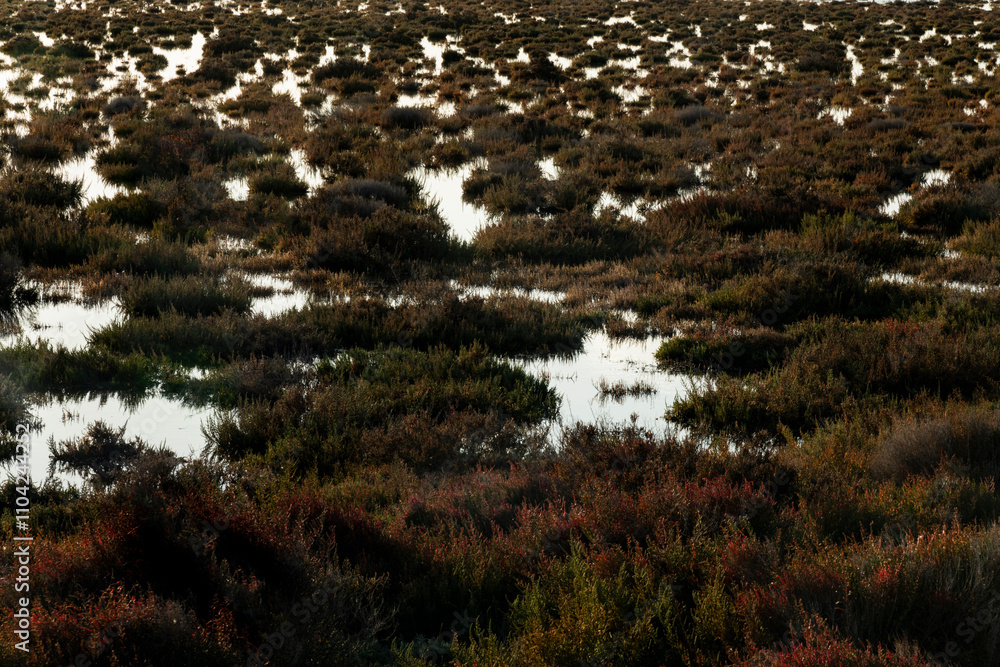 Paysage de Camargue en France autour de l'étang du Fangassier Paysage de Camargue en France autour de l'étang du Fangassier