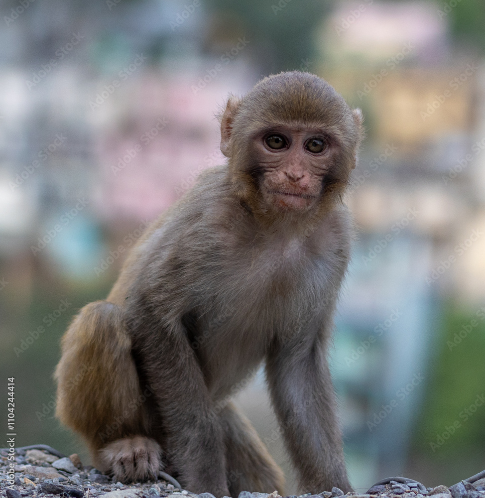 portrait of a macaque looking straight in the camera with a hilly town and river in background portrait of a macaque looking straight in the camera with a hilly town and river in background