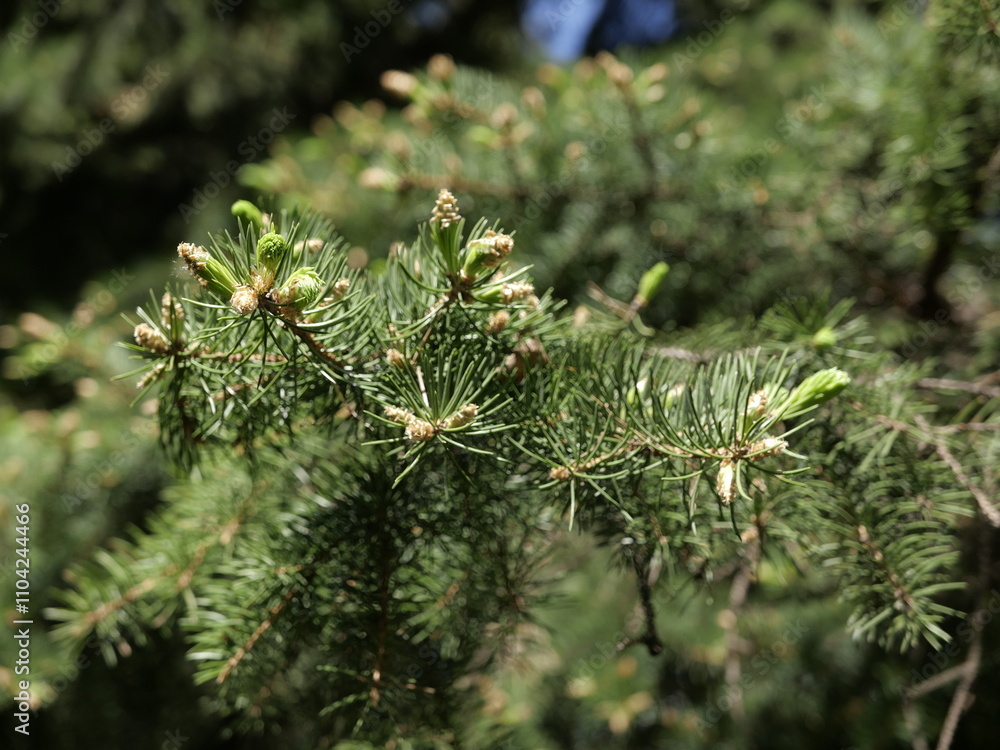 close up of pine needles