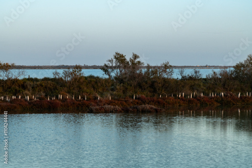 Paysage de Camargue en France autour de  l'étang du Fangassier