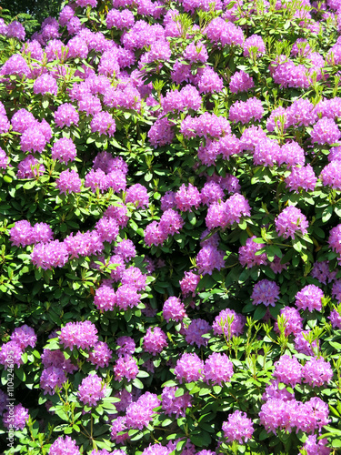 Purple Rhododendron Bush in Bloom