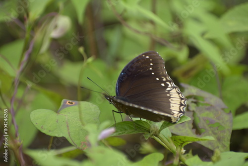 Hypolimnas bolina-female, Great eggfly -female. Taken at Krohn Conservatory butterfly show photo